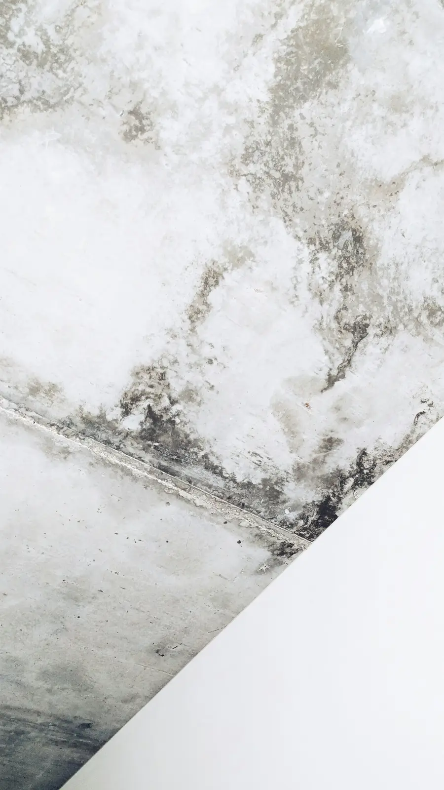 Black mould growing in the corner of a white wall near the floor