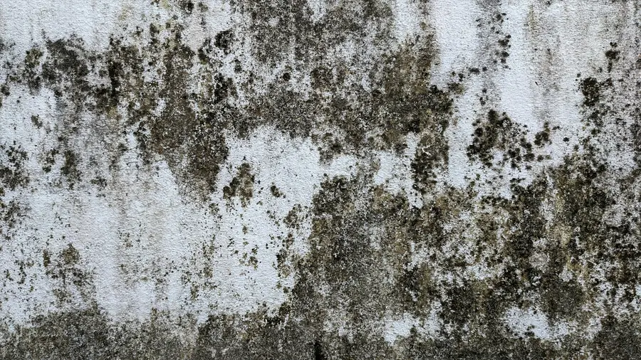 Dark mould spread across a white masonry wall